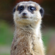 Meerkat