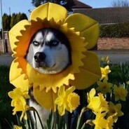 向日葵dog