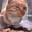 SUSPICIOUS CAT