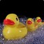 A Wet Soapy Duck Flock