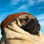 Dog in Space