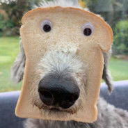 ToastFace