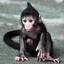 LittleMonkey
