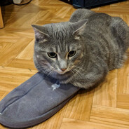 tapock - steam id 76561199754425011