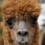 ALPACAGOLPE