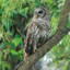 Barred Owl