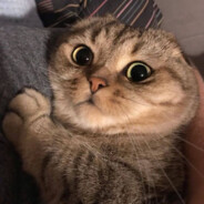 lil Mezi