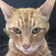 Tigrou Petitchat