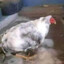 pollo