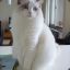 Ragdoll