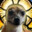 c0despark-