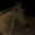Neron
