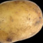 Organik Potato