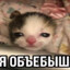 облупыш