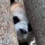 珍珍珍高智的华籍美人