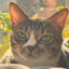 MeowMeowDon