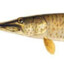 szczupak amerykański