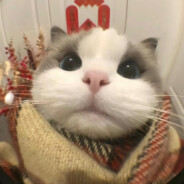 心碎的美艳后妈