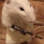 RestartingRat