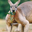 kangaroo