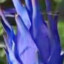 Blue piyata