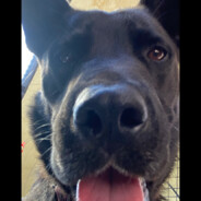 Sweet Handsome Doggy