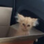 waffle_kittyy