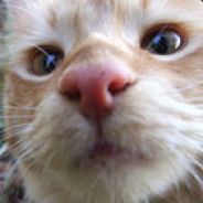 Alkine - steam id 76561197961145711