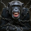 Leashed Ape