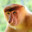 Orangutanicus
