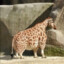 Short Giraffe