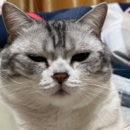 茶