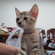 你這個人很皮欸