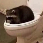 Toilet Raccoon (#Raccgang🦝)