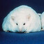 OCULON