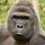 Gorilla King