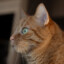 Kitty