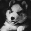 WoLFBaBYiNFiNiTy
