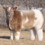 Cow ♥