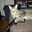 CURIOSITY THE CAT KILLER