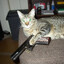 CURIOSITY THE CAT KILLER