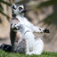 big lemur