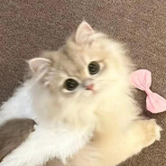 晚晚小貓貓貓貓