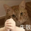 屋中狸