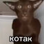 котак