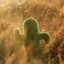 cactuar