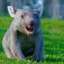 WOMBAT