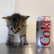 12oz Diet Coke