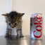 12oz Diet Coke
