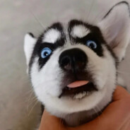 人都是逼出来的